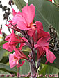 Canna glauca ROSEA